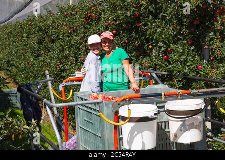 Cueils de fruits de saison. Banque D'Images