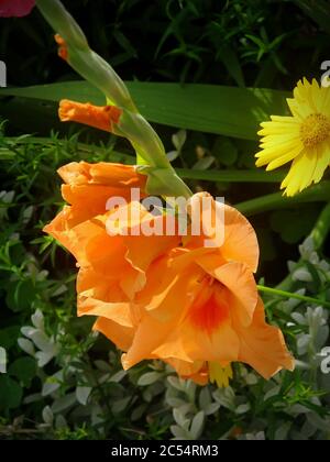 Cliché de la mise au point sélective verticale de la fleur de gladiolus orange un jardin Banque D'Images