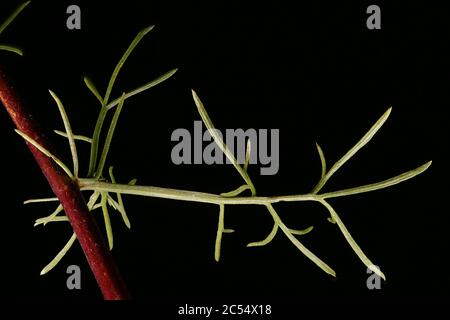Champ de bois de millepertuis (Artemisia campestris). Gros plan des lames Banque D'Images