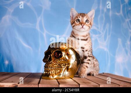 Gros plan d'un chaton tabby à côté d'un doré crâne devant un fond bleu Banque D'Images