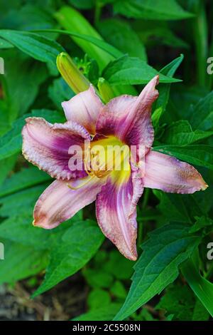 Fleur de daylis rose, orange et jaune (hémerocallis) dans le jardin Banque D'Images