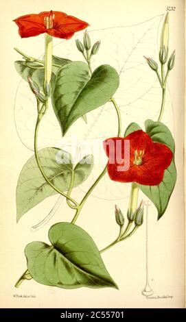 Ipomoea nationis (Quamocrit nationis) Bot. MAG. 90. 5432. 1864.. Banque D'Images