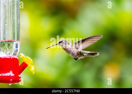 Colibri femelle à gorge rubis volant jusqu'à un mangeoire à colibris avec nectar. Banque D'Images