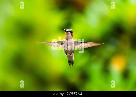 Colibri féminin à gorge rubis planant en plein air, regardant la caméra. Banque D'Images