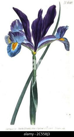 Iris pallida par Sydenham Edwards. Banque D'Images