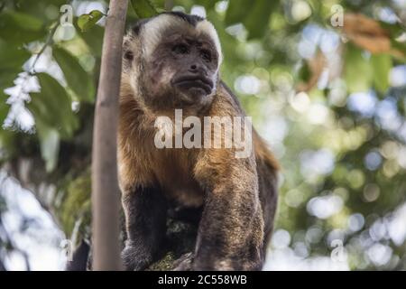 Cliché sélectif d'un adorable capucin touffeté assis une branche d'arbre Banque D'Images