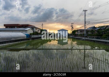 Semis de riz fraîchement plantés dans un champ inondé au coucher du soleil Banque D'Images