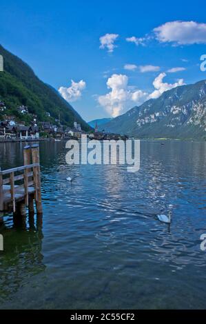 Hallstatt dans les Alpes, Swans nageant dans le lac, Autriche Banque D'Images