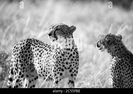 Un couple de guépard se trouve dans l'herbe et regarde dans la distance Banque D'Images