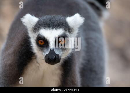 Un drôle de lemurs à queue d'anneau dans leur environnement naturel Banque D'Images