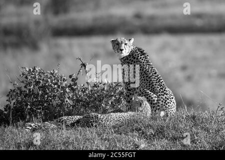 La mère de cheetah avec deux enfants dans la savane kenyane Banque D'Images