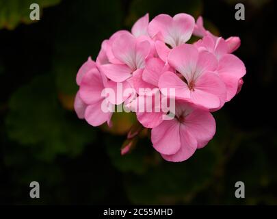 Gros plan d'une hortensia rose sur fond sombre Banque D'Images