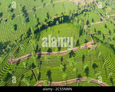 Vue aérienne des plantations de thé près de la ville de Munar. Inde. Banque D'Images