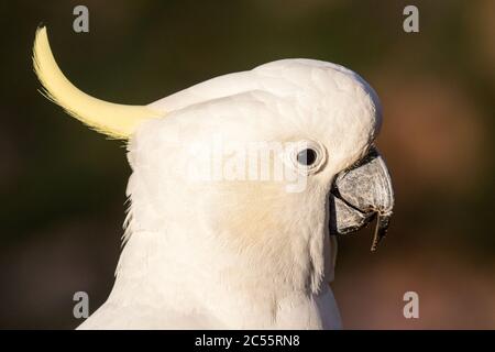 Gros plan du Cockatoo à teneur en soufre Banque D'Images