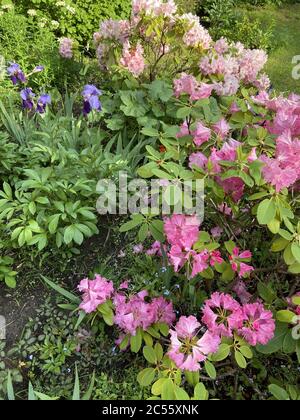 Photo verticale de magnifiques fleurs de grand chef-d'œuvre rose dans un jardin Banque D'Images