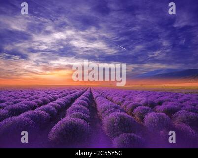 Magnifique arrière-plan paisible.fleurs de lavande étonnantes.Photographie créative.Art floral fantaisie.papier peint artistique.champ de lavande au coucher du soleil. Banque D'Images