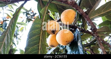 Gros plan d'un arbre de loquat sous la lumière du soleil Banque D'Images