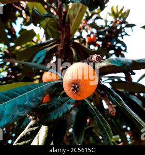 Gros plan d'un arbre de loquat sous la lumière du soleil Banque D'Images