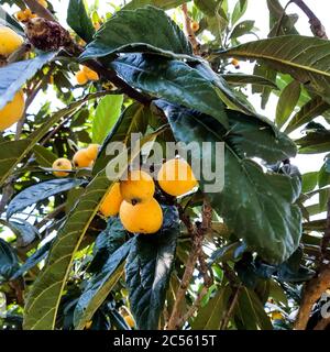 Gros plan d'un arbre de loquat sous la lumière du soleil Banque D'Images