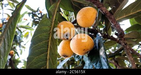 Gros plan d'un arbre de loquat sous la lumière du soleil Banque D'Images