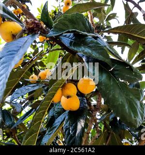 Gros plan d'un arbre de loquat sous la lumière du soleil Banque D'Images