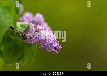 Une fleur de lilas violette accrochée à une branche d'un lilas. La plante ligneuse à fleurs violettes a de l'eau sur ses feuilles en forme de coeur et ses multiples tiges. Banque D'Images
