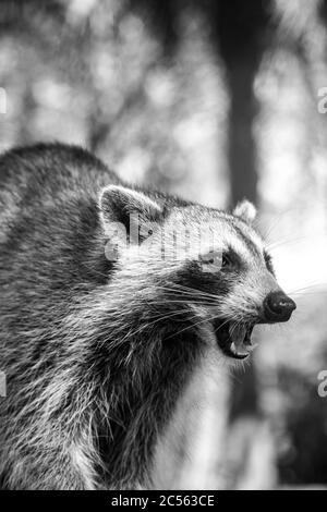 Gros plan en niveaux de gris d'un Procyon à bouche ouverte À Cuba Banque D'Images