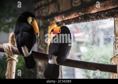 Photo sélective d'oiseaux toucan mignons assis dans un bâton Banque D'Images