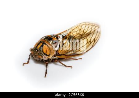 cicada de bush ou cicada de prairie géante - Megatibicen dorsatus - sur fond blanc gros plan de l'oeil composé Banque D'Images