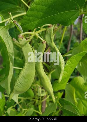 Haricots dans le jardin Banque D'Images
