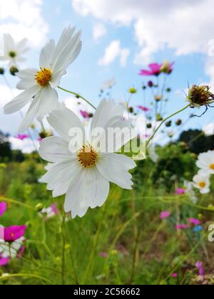 Cosmeen dans le jardin Banque D'Images