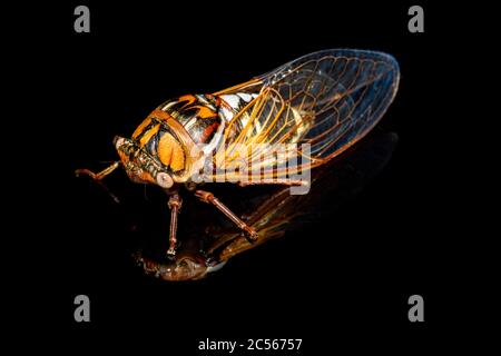 bush cicada ou cicada herbage géante - Megatibicen dorsatus - sur fond noir gros plan Banque D'Images