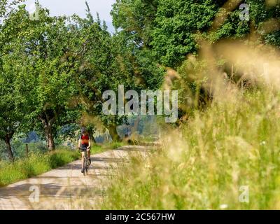 Cycliste sur une route étroite dans la Forêt Noire du Moyen, commune de Freiamt, Bade-Wurtemberg Banque D'Images