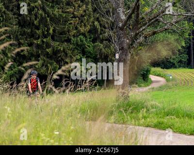 Cycliste sur une route étroite dans la Forêt Noire du Moyen, commune de Freiamt, Bade-Wurtemberg Banque D'Images