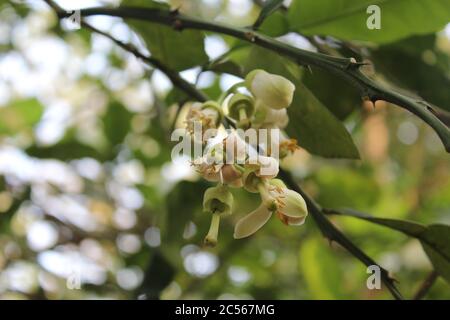 Belles fleurs de lime Banque D'Images