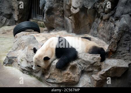 Beijing / Chine - juin 06 2018: Les barres de panda sales et mal nourries montrent la triste et cruelle réalité de la vie en captivité. Banque D'Images