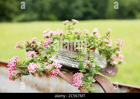 Un pot de verveine rose à l'allure d'un chapeau de dame est assis sur le siège d'un ancien épandeur de fumier utilisé comme un étalage de fleurs dans le Massachusetts rural. Banque D'Images