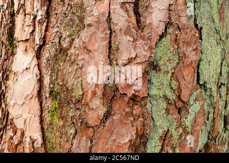 Écorce d'arbre un mélèze, Kastel-Staadt, Rhénanie-Palatinat, Allemagne Banque D'Images