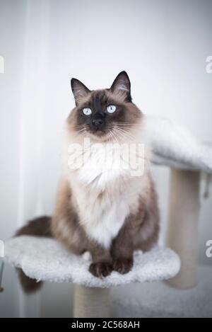 portrait d'un chat ragdoll assis sur un poteau de grattage Banque D'Images