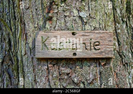 Kastanienbaum, Kastel-Staadt, Rhénanie-Palatinat, Allemagne Banque D'Images