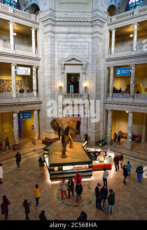 Vue surélevée de la salle principale du Smithsonian National Museum of Natural History, Washington, DC, USA Banque D'Images