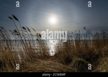 Roseaux sur la fraise Bodden en hiver, soleil, rétro-éclairage, ambiance du soir Banque D'Images