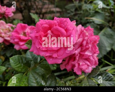 Les roses rouges fleurissent avec des gouttes de pluie le matin sur les pétales dans le jardin Banque D'Images