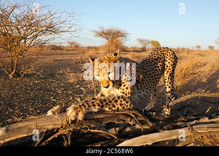 Mâle, sous-adulte, Cheetah, Acinonyx jubatus, bassin de Kalahari, Namibie, Acinonyx jubatus, bassin de Kalahari, Namibie Banque D'Images
