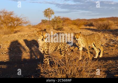 Mâle, sous-adulte, Cheetah, Acinonyx jubatus, bassin de Kalahari, Namibie, Acinonyx jubatus, bassin de Kalahari, Namibie Banque D'Images