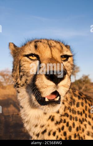 Mâle, sous-adulte, Cheetah, Acinonyx jubatus, bassin de Kalahari, Namibie, Acinonyx jubatus, bassin de Kalahari, Namibie Banque D'Images