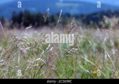 Gros plan de mise au point peu profonde de l'herbe fétuque de prairie dans un champ Banque D'Images