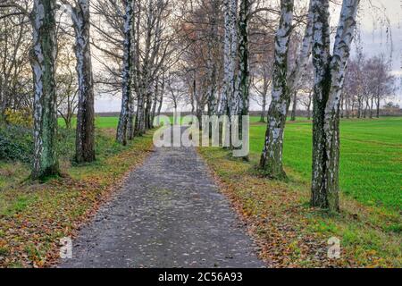 Avenue du bouleau en automne, Kastellaun, Hunsrück, Rhénanie-Palatinat, Allemagne Banque D'Images