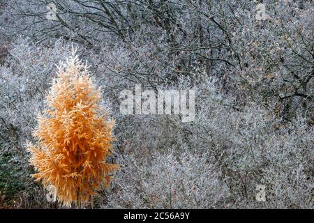 Mélèze en automne avec du givre, Kastel-Staadt, Rhénanie-Palatinat, Allemagne Banque D'Images