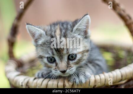 Petit chaton rayé gris dans un vieux panier en osier. Banque D'Images
